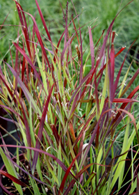 Panicum virgatum 'Cheyenne Sky'